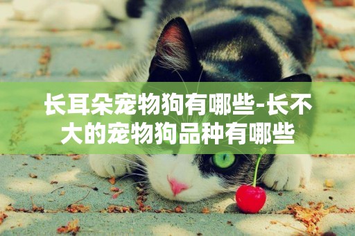 長耳朵寵物狗有哪些-長不大的寵物狗品種有哪些