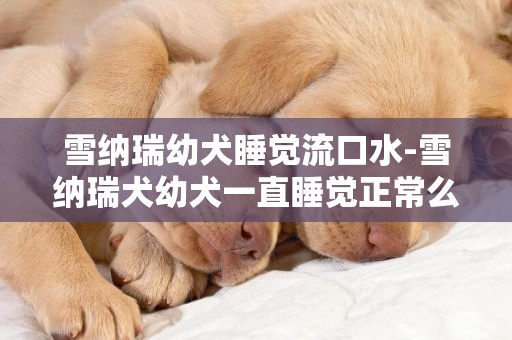 雪納瑞幼犬睡覺流口水-雪納瑞犬幼犬一直睡覺正常么
