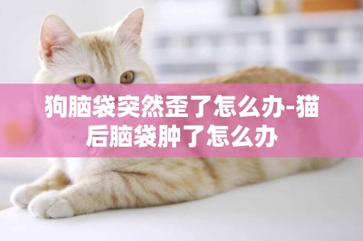 狗腦袋突然歪了怎么辦-貓后腦袋腫了怎么辦