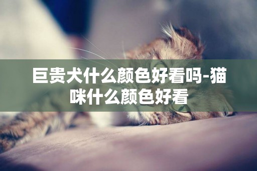 巨貴犬什么顏色好看嗎-貓咪什么顏色好看