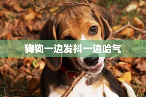 狗狗一邊發抖一邊哈氣
