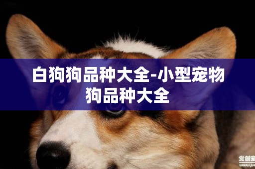 白狗狗品種大全-小型寵物狗品種大全