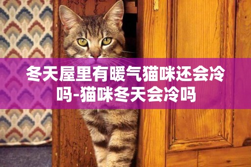 冬天屋里有暖氣貓咪還會冷嗎-貓咪冬天會冷嗎
