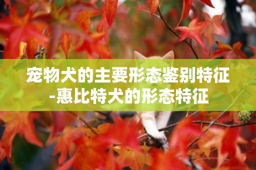 寵物犬的主要形態鑒別特征-惠比特犬的形態特征