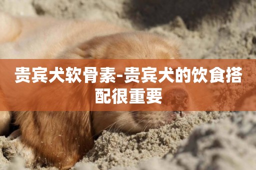 貴賓犬軟骨素-貴賓犬的飲食搭配很重要