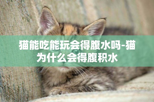 貓能吃能玩會得腹水嗎-貓為什么會得腹積水