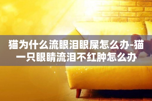 貓為什么流眼淚眼屎怎么辦-貓一只眼睛流淚不紅腫怎么辦