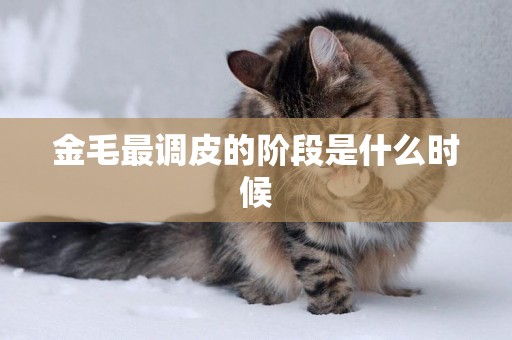 金毛最調皮的階段是什么時候