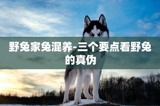 野兔家兔混養-三個要點看野兔的真偽