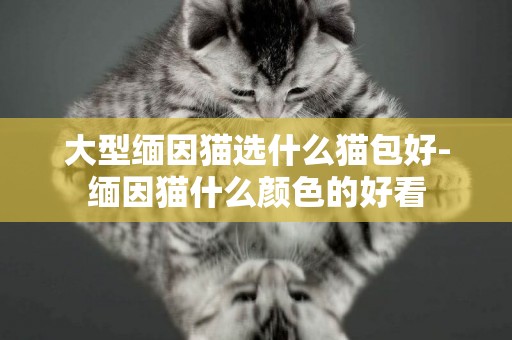 大型緬因貓選什么貓包好-緬因貓什么顏色的好看