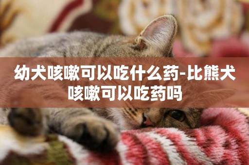 幼犬咳嗽可以吃什么藥-比熊犬咳嗽可以吃藥嗎
