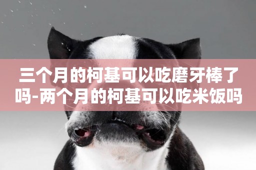 三個月的柯基可以吃磨牙棒了嗎-兩個月的柯基可以吃米飯嗎