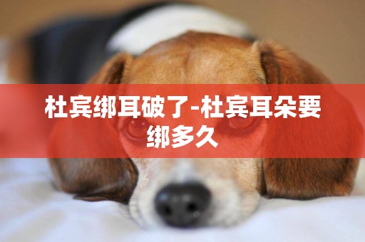 杜賓綁耳破了-杜賓耳朵要綁多久
