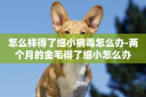 怎么樣得了細小病毒怎么辦-兩個月的金毛得了細小怎么辦