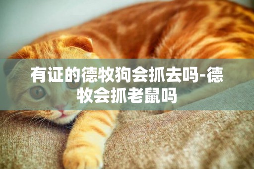 有證的德牧狗會抓去嗎-德牧會抓老鼠嗎