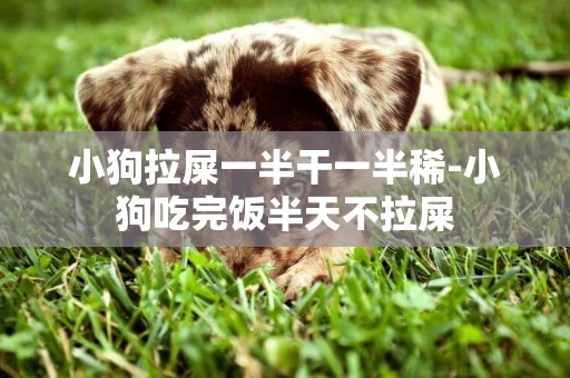 小狗拉屎一半干一半稀-小狗吃完飯半天不拉屎