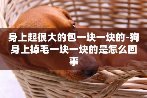 身上起很大的包一塊一塊的-狗身上掉毛一塊一塊的是怎么回事