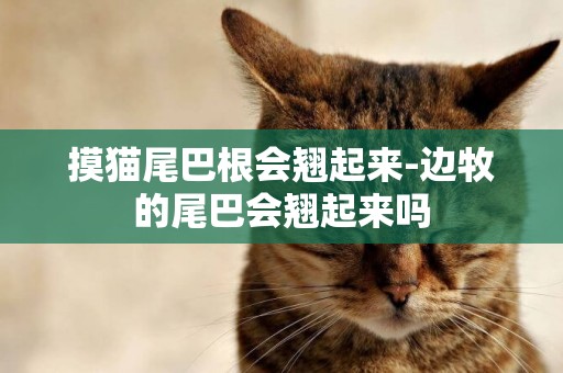 摸貓尾巴根會翹起來-邊牧的尾巴會翹起來嗎