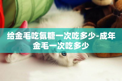 給金毛吃氨糖一次吃多少-成年金毛一次吃多少