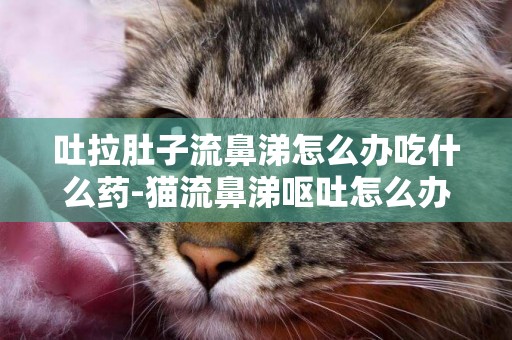 吐拉肚子流鼻涕怎么辦吃什么藥-貓流鼻涕嘔吐怎么辦吃什么藥