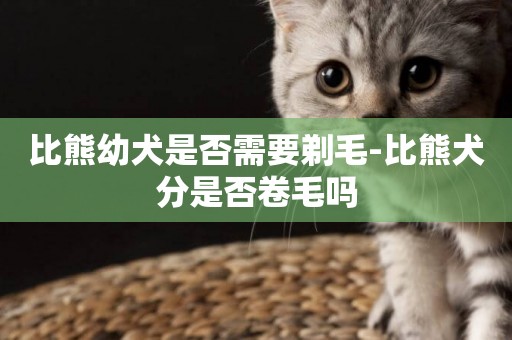 比熊幼犬是否需要剃毛-比熊犬分是否卷毛嗎