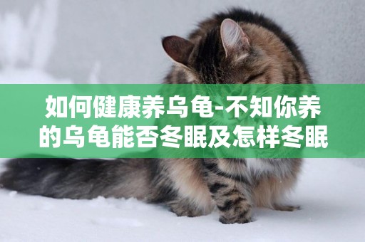 如何健康養烏龜-不知你養的烏龜能否冬眠及怎樣冬眠