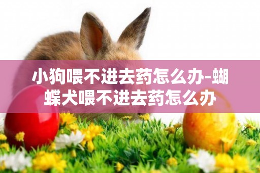 小狗喂不進去藥怎么辦-蝴蝶犬喂不進去藥怎么辦
