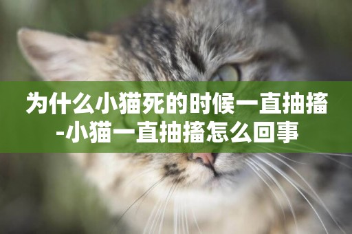 為什么小貓死的時候一直抽搐-小貓一直抽搐怎么回事