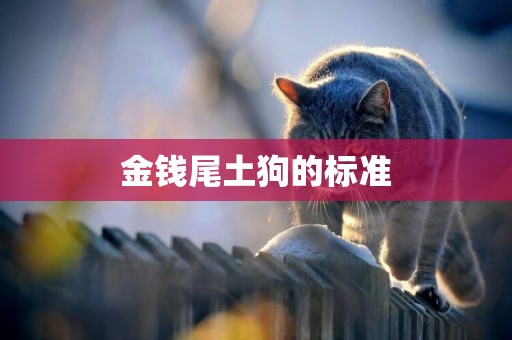 金錢尾土狗的標準