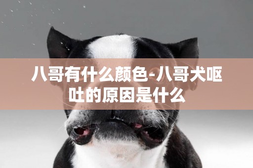 八哥有什么顏色-八哥犬嘔吐的原因是什么