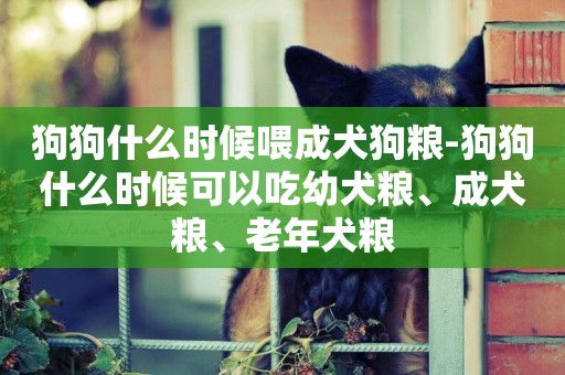 狗狗什么時候喂成犬狗糧-狗狗什么時候可以吃幼犬糧、成犬糧、老年犬糧