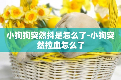 小狗狗突然抖是怎么了-小狗突然拉血怎么了