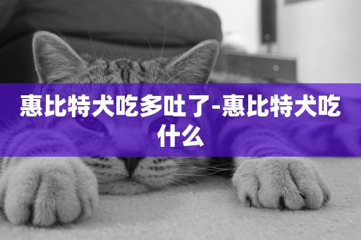 惠比特犬吃多吐了-惠比特犬吃什么