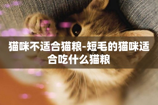 貓咪不適合貓糧-短毛的貓咪適合吃什么貓糧
