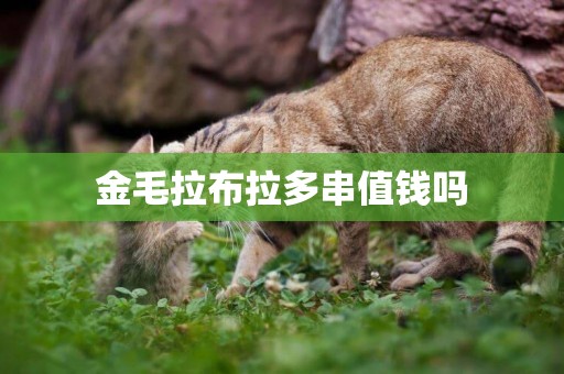 金毛拉布拉多串值錢嗎