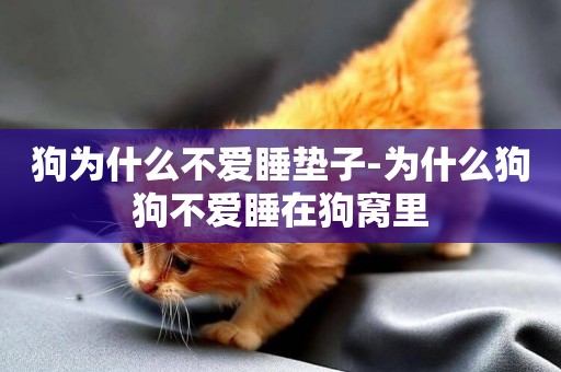 狗為什么不愛睡墊子-為什么狗狗不愛睡在狗窩里