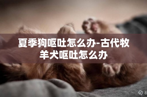 夏季狗嘔吐怎么辦-古代牧羊犬嘔吐怎么辦