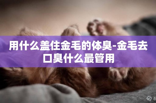 用什么蓋住金毛的體臭-金毛去口臭什么最管用