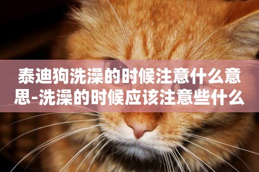 泰迪狗洗澡的時候注意什么意思-洗澡的時候應該注意些什么