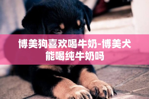 博美狗喜歡喝牛奶-博美犬能喝純牛奶嗎