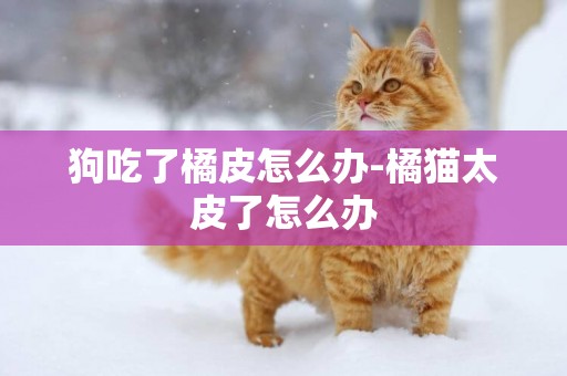狗吃了橘皮怎么辦-橘貓太皮了怎么辦