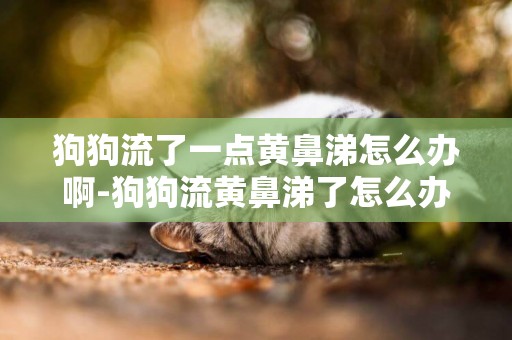 狗狗流了一點黃鼻涕怎么辦啊-狗狗流黃鼻涕了怎么辦