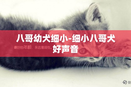 八哥幼犬細小-細小八哥犬好聲音