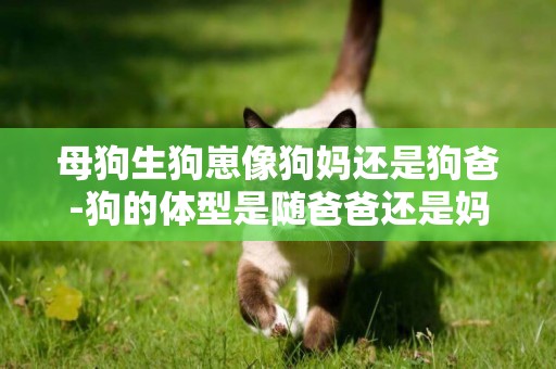 母狗生狗崽像狗媽還是狗爸-狗的體型是隨爸爸還是媽媽