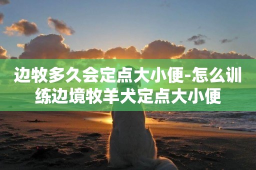 邊牧多久會定點大小便-怎么訓練邊境牧羊犬定點大小便