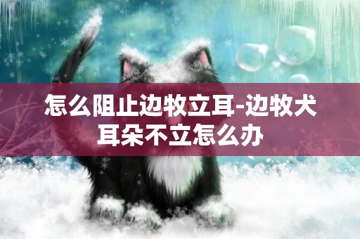 怎么阻止邊牧立耳-邊牧犬耳朵不立怎么辦