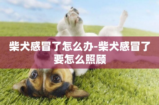 柴犬感冒了怎么辦-柴犬感冒了要怎么照顧