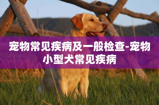 寵物常見疾病及一般檢查-寵物小型犬常見疾病