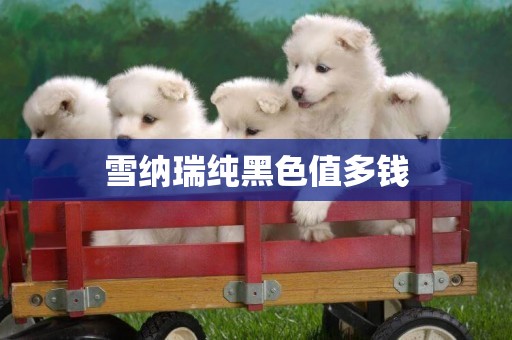 雪納瑞純黑色值多錢