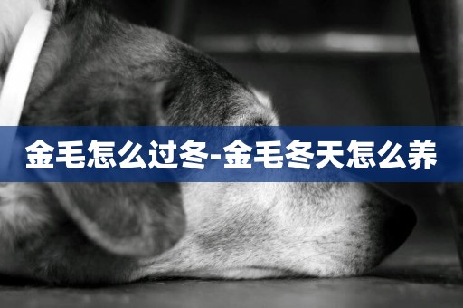 金毛怎么過冬-金毛冬天怎么養